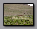 Click to enlarge 811 shelr bpk 13062005 wild horses in valley 3.jpg